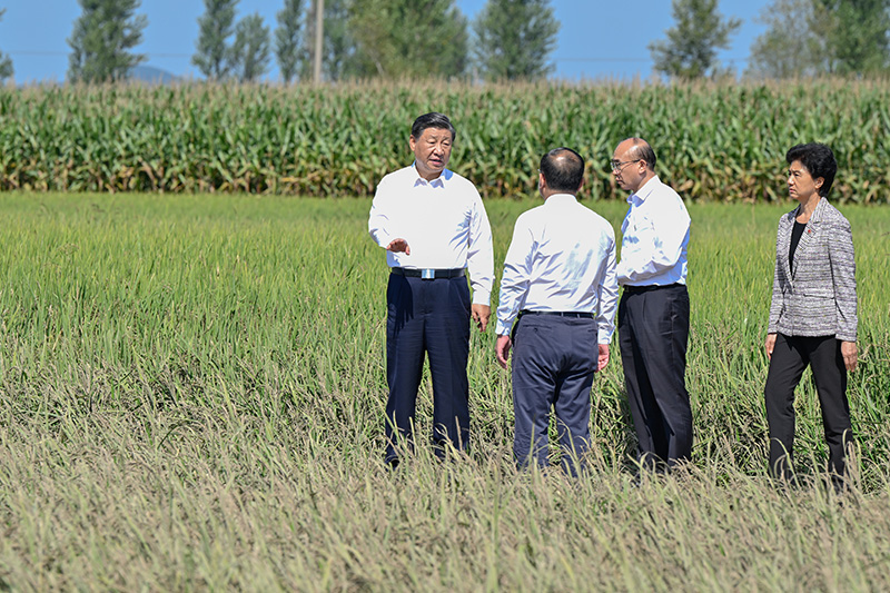 9月6日至8日，中共中央总书记、国家主席、中央军委主席习近平在黑龙江考察。这是7日上午，习近平在遭受洪涝灾害的哈尔滨尚志市老街基乡龙王庙村，察看水稻受灾情况。